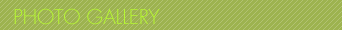 PHOTO GALLERY - フォトギャラリー